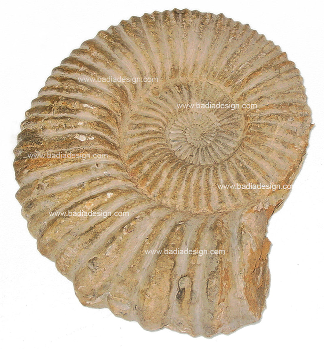 Moroccan Ammonite Fossils in Various Sizes