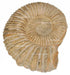 Moroccan Ammonite Fossils in Various Sizes