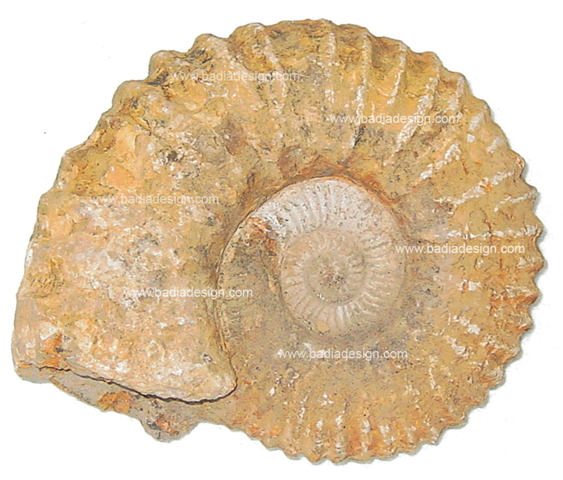 Fossilized ammonite shell on a white background