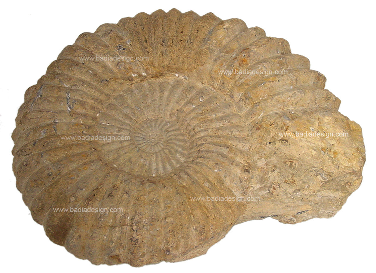 Fossilized ammonite shell on a white background